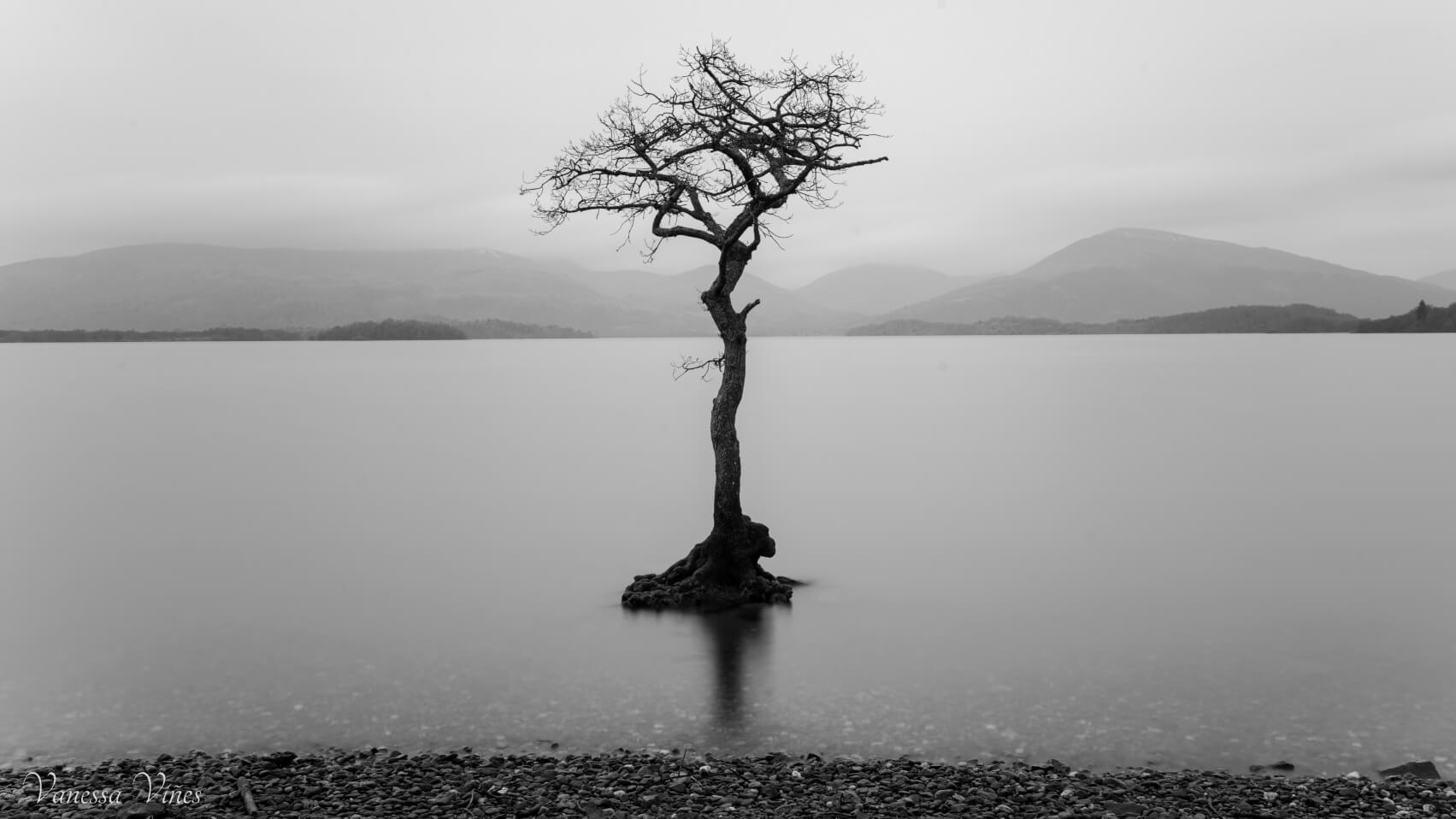 Tree in loch lomond