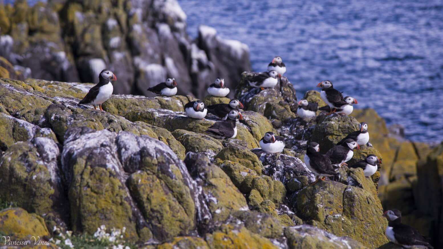 Isle of May