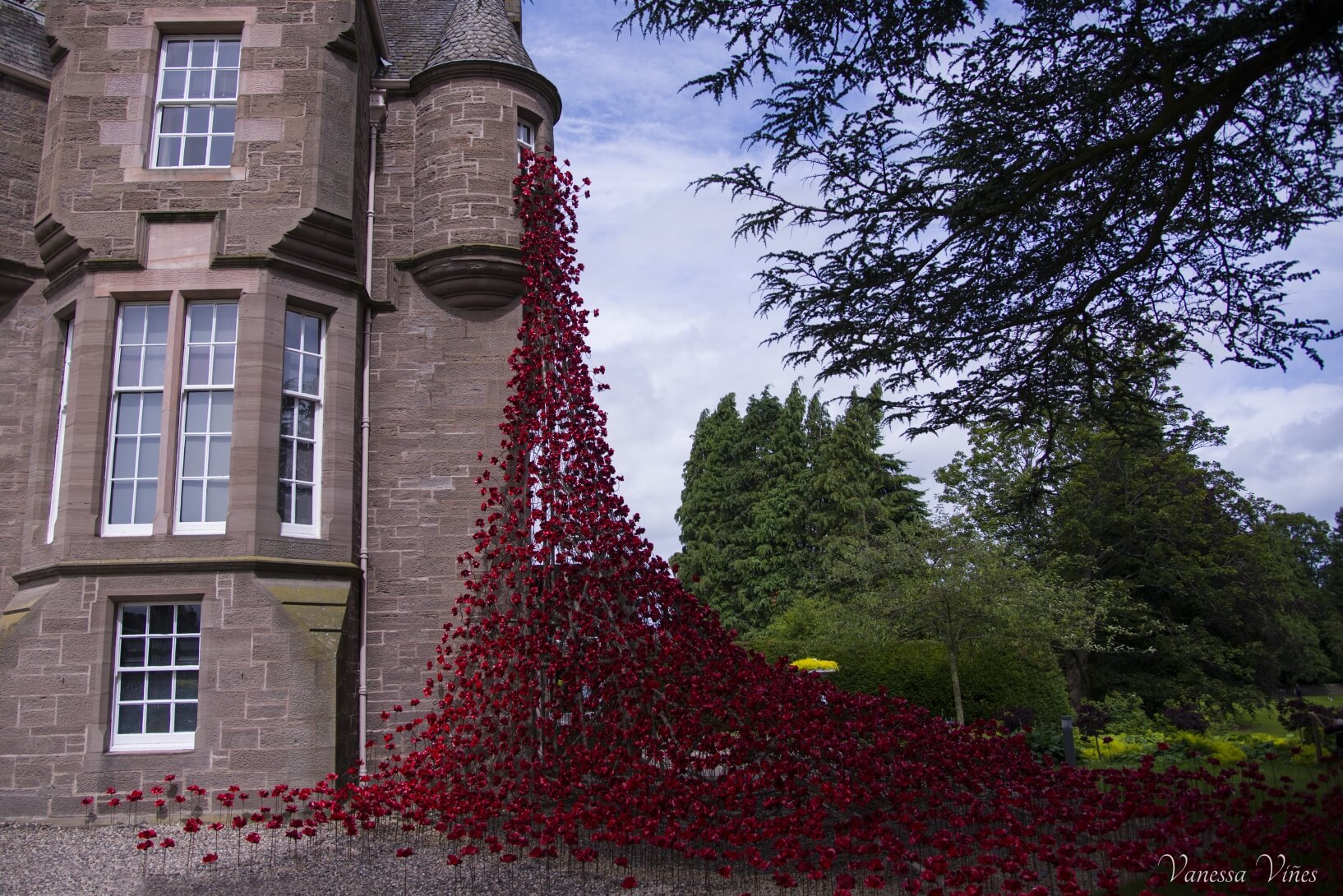 poppies